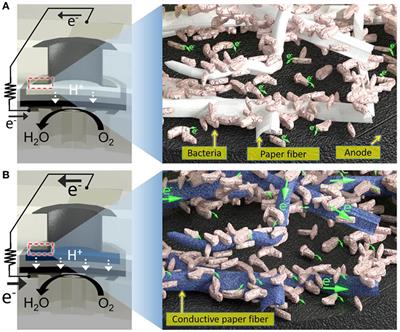 Rapid Characterization of Bacterial Electrogenicity Using a Single-Sheet Paper-Based Electrofluidic Array